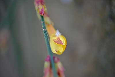 Jasminum nudiflorum - jasmín nahokvětý - poupě